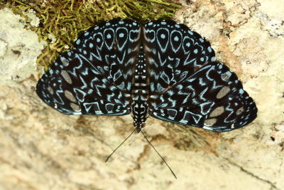 Lepidoptera of Tiputini, Ecuador