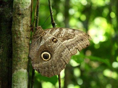 Giant Owl, Caligo idomeneus idomeneides (Nymphalidae)