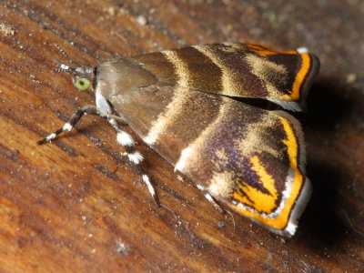 Metalmark Moth, Ornarantia canofusana (Choreutidae)