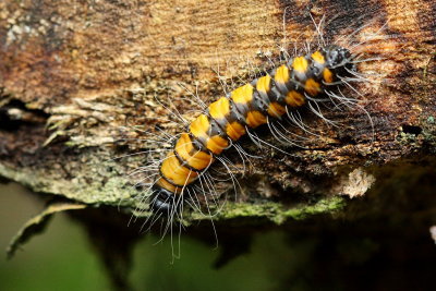 Caterpillar, Cerodirphia cf. (Saturniidae)