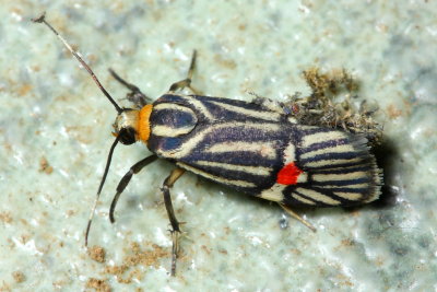 Lichen Moth, Callisthenia cf. variegata (Arctiidae: Lithosiinae)