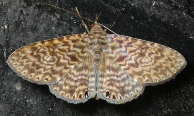 Owlet Moth, Dialithis gemmifera (Noctuidae: Catocalinae)