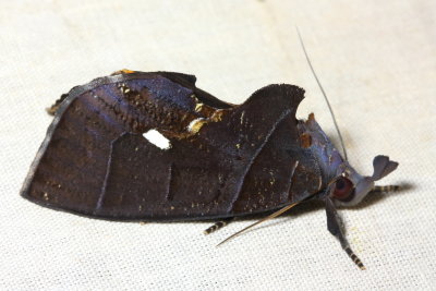 Fruit-piercing Moth, Graphigona sp. (Noctuidae: Calpinae)