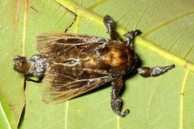Slug Caterpillar Moth, Acharia sp. (Limacodidae)