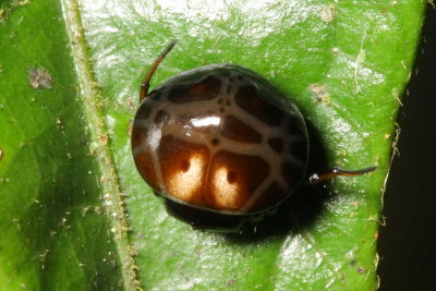 Hypognatha sp. (Araneidae)