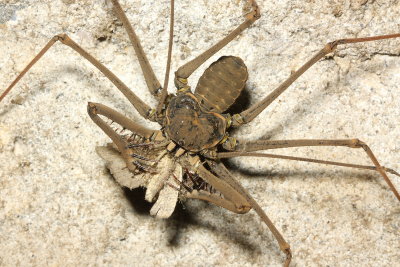 Whip Spider, Heterophrynus batesii (Phrynidae)