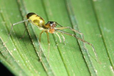 Jumping Spider, Chinoscopus sp. (Salticidae)