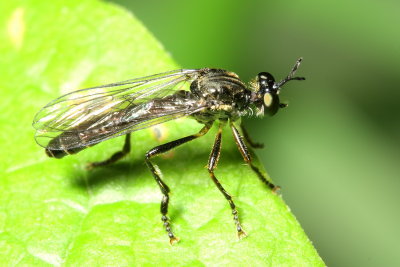 Dioctria hyalipennis (Stenopogoninae)