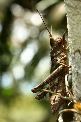 Lubber Grasshopper, Aeolacris octomaculata (Romaleidae)