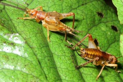 Crickets, Paroecanthini (Gryllidae: Oecanthinae)