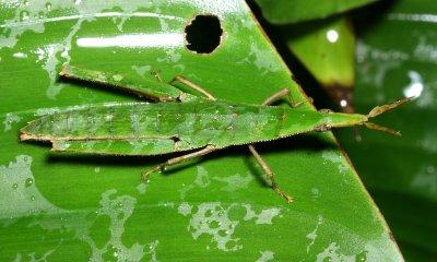 Gaudy Grasshopper, Omura congrua (Pyrgomorphidae)