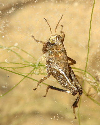 Grouse Locust, Batrichidea cf. (Tetrigidae)