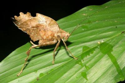 Dead-leaf Katydid, Typohyllum sp. (Tettigoniidae: Pterochrozinae)