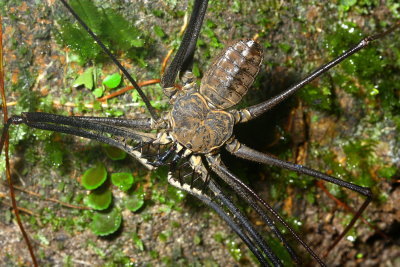 Whip Spider, Heterophrynus batesii (Phrynidae)