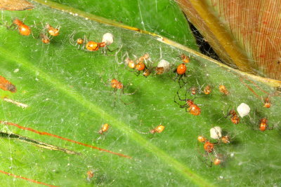 Social Spiders, Anelosimus eximus (Theridiidae)