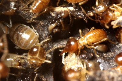 Nasutitermes sp. (Termitidae)