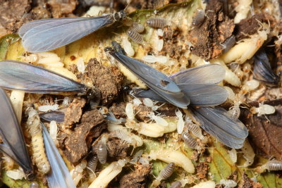 Termite nest (Termitidae: Apicotermitinae)