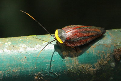 Forest Roach, Rochaina sp. (Ectobiidae: Nyctiborinae)