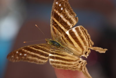 Many-banded Daggerwing, Marpesia chiron (Nymphalidae)