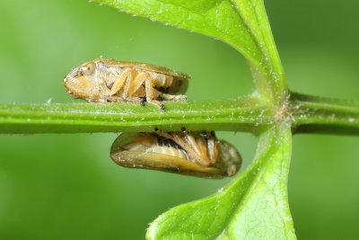 Family Cercopidae - Spittlebugs