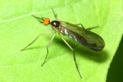 Superfamily Empidoidea - Dance Flies & kin