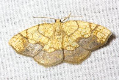 Horned Spanworm Moth, Hodges#7010 Nematocampa resistaria