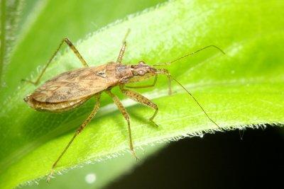 Family Nabidae - Damsel Bugs