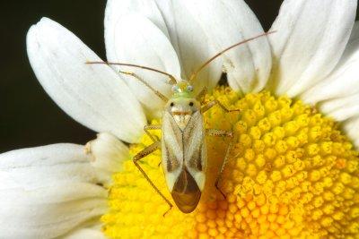 Alfalfa Plant Bug, Adelphocoris lineolatus (Mirinae)