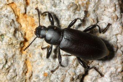 Family Tenebrionidae - Darkling Beetles