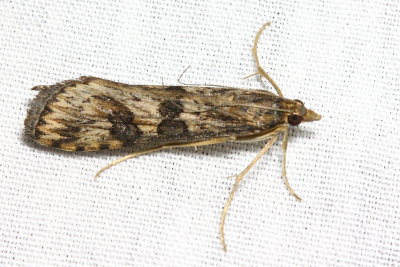 Celery Webworm, Hodges#5156 Nomophila nearctica