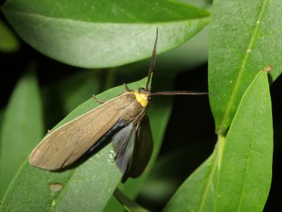 Yellow-collared Scape Moth, Hodges#8267 Cisseps fulvicollis