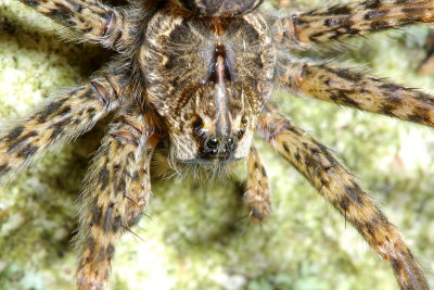 Dock Spider (Dolomedes tenebrosus)