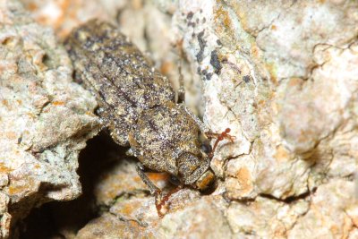 Horned Powder Post Beetle (Lichenophanes bicornis), family Bostrichidae