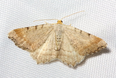 Minor Angle Moth, Hodges#6340 Macaria minorata