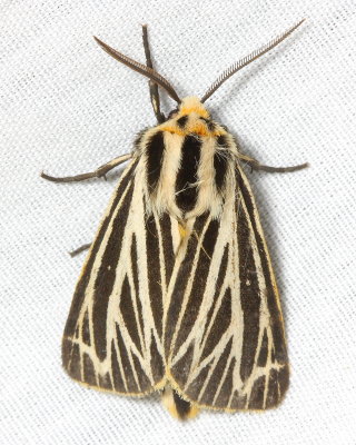 Little Virgin Tiger Moth, Hodges#8175 Grammia virguncula