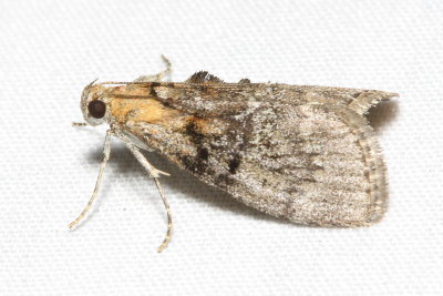 Maple Webworm Moth, Hodges#5606 Pococera asperatella