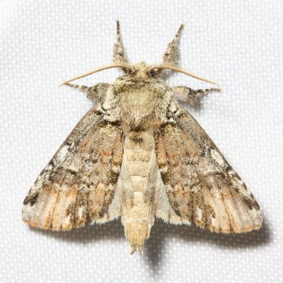 Unicorn Caterpillar Moth, Hodges#8007 Coelodasys unicornis