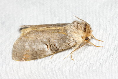 Linden Prominent, Hodges#7930 Ellida caniplaga