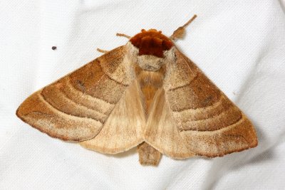 Walnut Caterpillar Moth, Hodges#7907 Datana integerrima