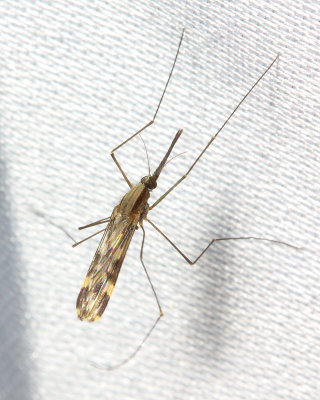 Anopheles punctipennis