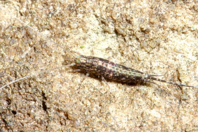 Machilidae (Petrobiinae)