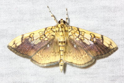 Basswood Leafroller, Hodges#5241 Pantographa limata