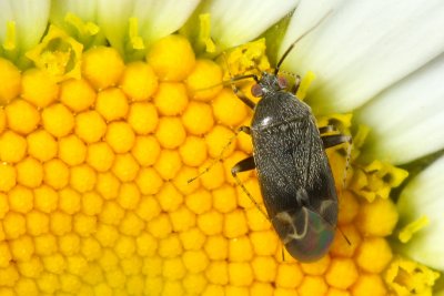 Family Miridae - Plant Bugs