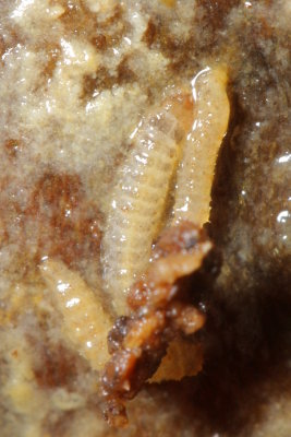 nitidulid larvae