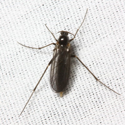 Symmerus sp., family Ditomyiidae