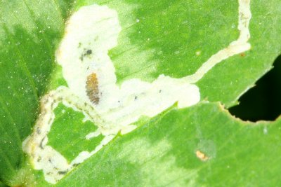 Liriomyza fricki