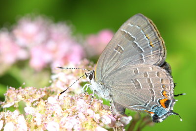 Banded Hairstreak (Satyrium calanus)