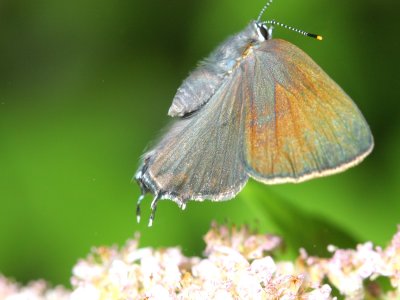 Banded Hairstreak (Satyrium calanus)