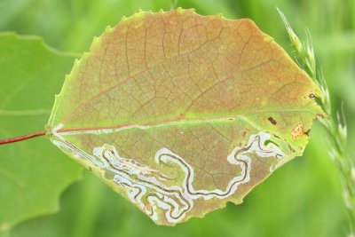 Common Aspen Leaf Miner, Hodges#0852 Phyllocnistis populiella