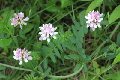 Crown Vetch (Securigera varia)